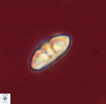 Mulleria bramlettei 53038