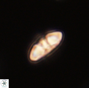 Mulleria bramlettei 53039