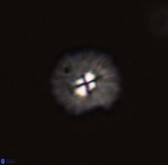 Mulleria bramlettei 53031