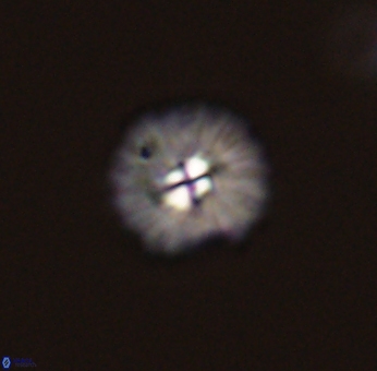 Mulleria bramlettei 53032