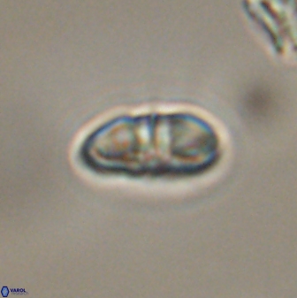 Mulleria bramlettei 53047