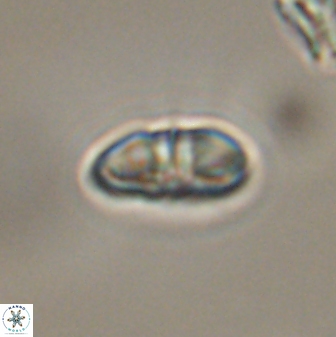 Mulleria bramlettei 53047