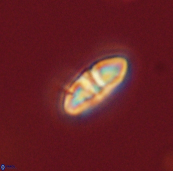 Mulleria bramlettei 53041