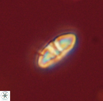 Mulleria bramlettei 53041