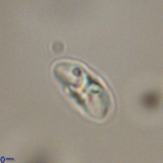 Mulleria bramlettei 53050