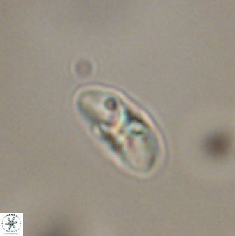 Mulleria bramlettei 53050