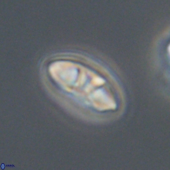 Mulleria bramlettei 53051