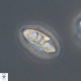 Mulleria bramlettei 53051