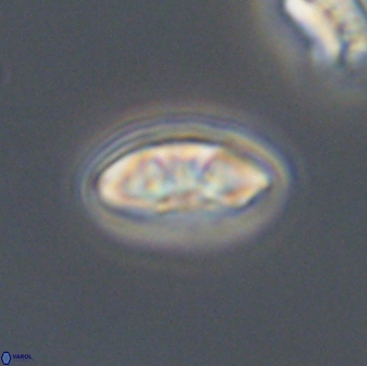 Mulleria bramlettei 53052