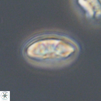 Mulleria bramlettei 53052