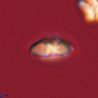 Mulleria bramlettei 53053