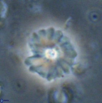 Mulleria bramlettei 53574