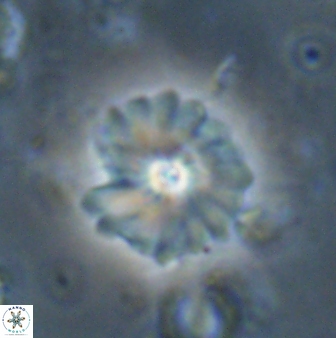 Mulleria bramlettei 53574