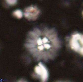 Mulleria bramlettei 53575