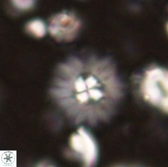 Mulleria bramlettei 53575