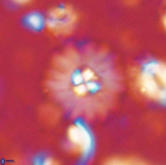 Mulleria bramlettei 53576