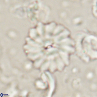 Mulleria bramlettei 53577