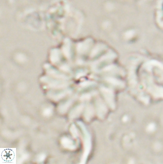 Mulleria bramlettei 53577