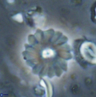 Mulleria bramlettei 53578