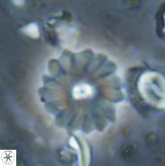 Mulleria bramlettei 53578