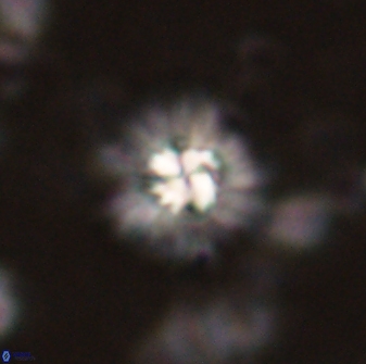 Mulleria bramlettei 53571