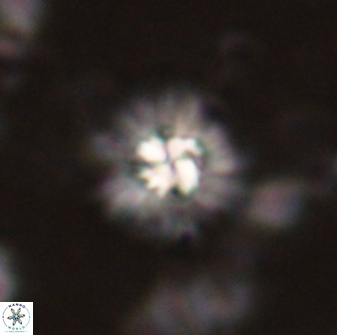 Mulleria bramlettei 53571