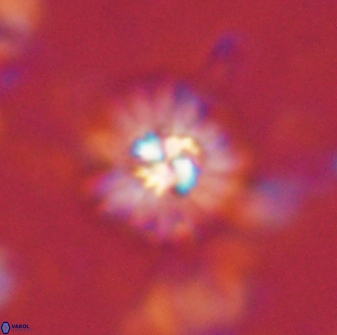 Mulleria bramlettei 53572