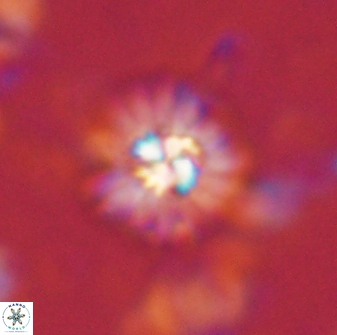 Mulleria bramlettei 53572