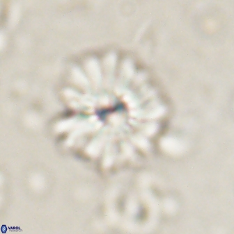 Mulleria bramlettei 53573