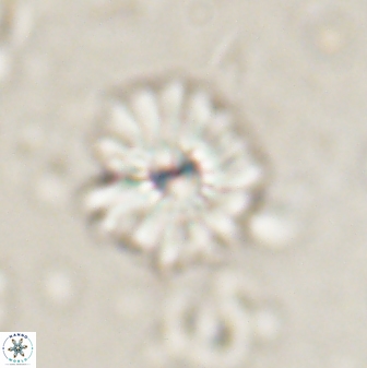Mulleria bramlettei 53573