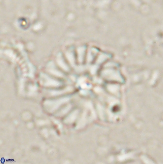 Mulleria bramlettei 53614