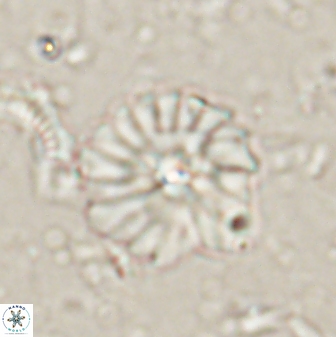 Mulleria bramlettei 53614