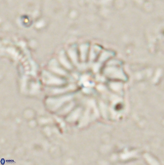 Mulleria bramlettei 53615