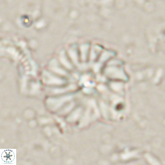 Mulleria bramlettei 53615