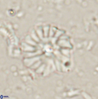 Mulleria bramlettei 53616