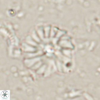 Mulleria bramlettei 53616