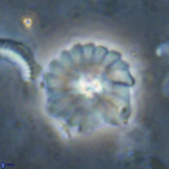 Mulleria bramlettei 53617