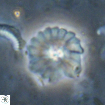 Mulleria bramlettei 53617