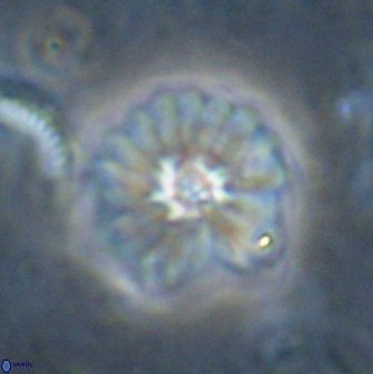 Mulleria bramlettei 53618