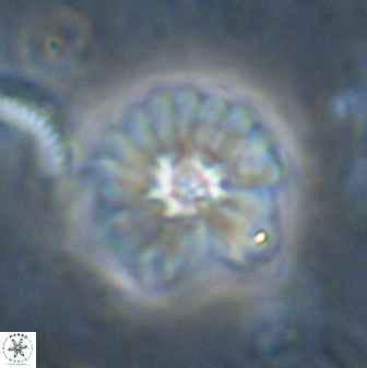 Mulleria bramlettei 53618