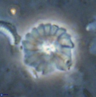 Mulleria bramlettei 53619