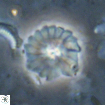 Mulleria bramlettei 53619