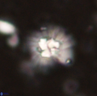 Mulleria bramlettei 53611