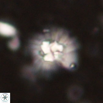 Mulleria bramlettei 53611