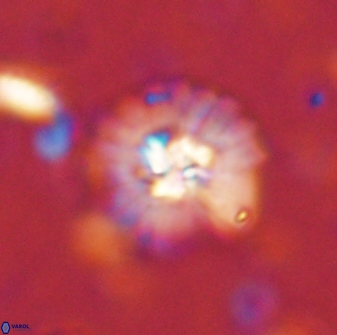 Mulleria bramlettei 53613