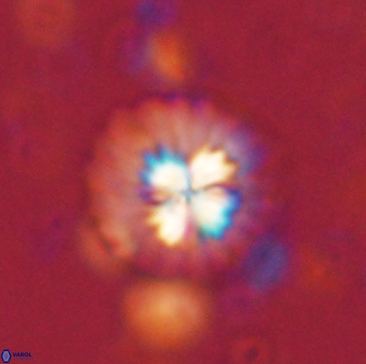 Mulleria bramlettei 53784