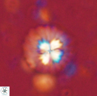 Mulleria bramlettei 53784