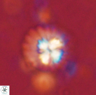Mulleria bramlettei 53785