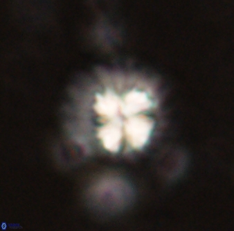 Mulleria bramlettei 53786