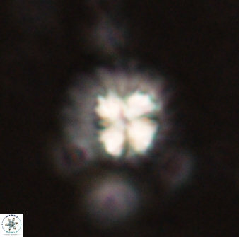 Mulleria bramlettei 53786